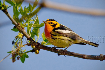 Blackburnian Warbler, USA