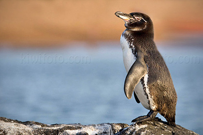 Galapagos Penguin, Galapagos Islands